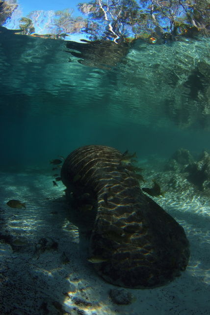 やっぱり絶滅危惧種 - マナティ（Beeちゃんの日記より） マナティー