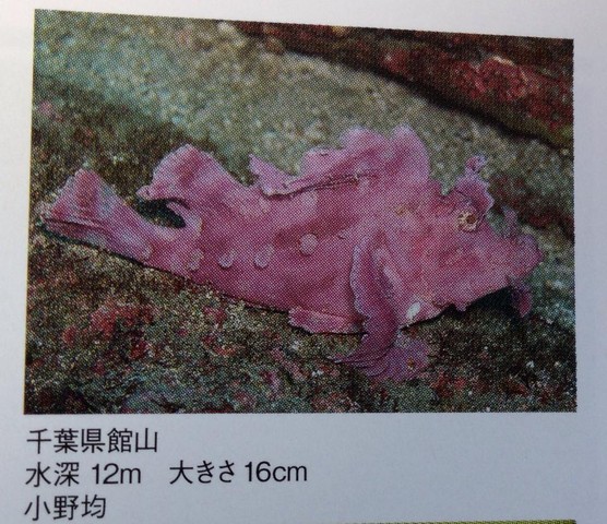 スズメダイ : ひと目で特徴がわかる図解付き : スズメダイ200種 図鑑