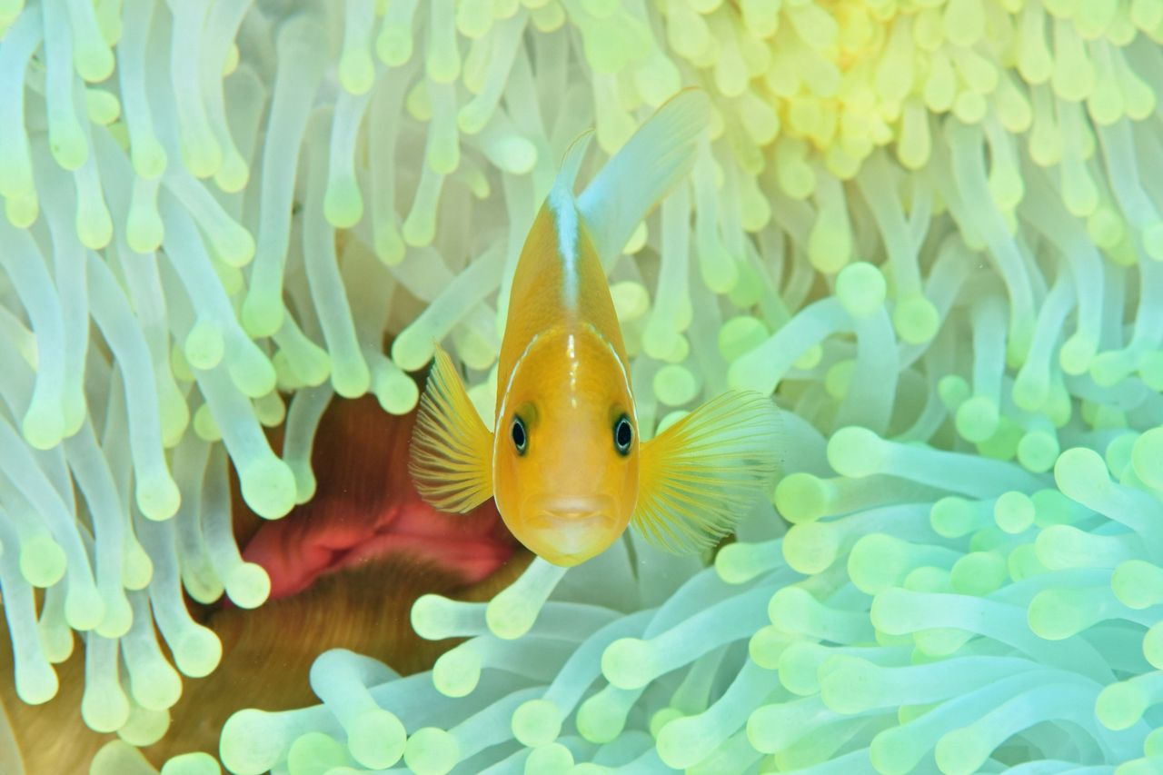 南国の魚たち 水中写真 グアムツアー その4 18 2 ダイビングツアー報告 マナティーズ 南国の魚たち 水中写真 グアムツアー その4 18 2 ダイビングツアー報告 マナティーズ
