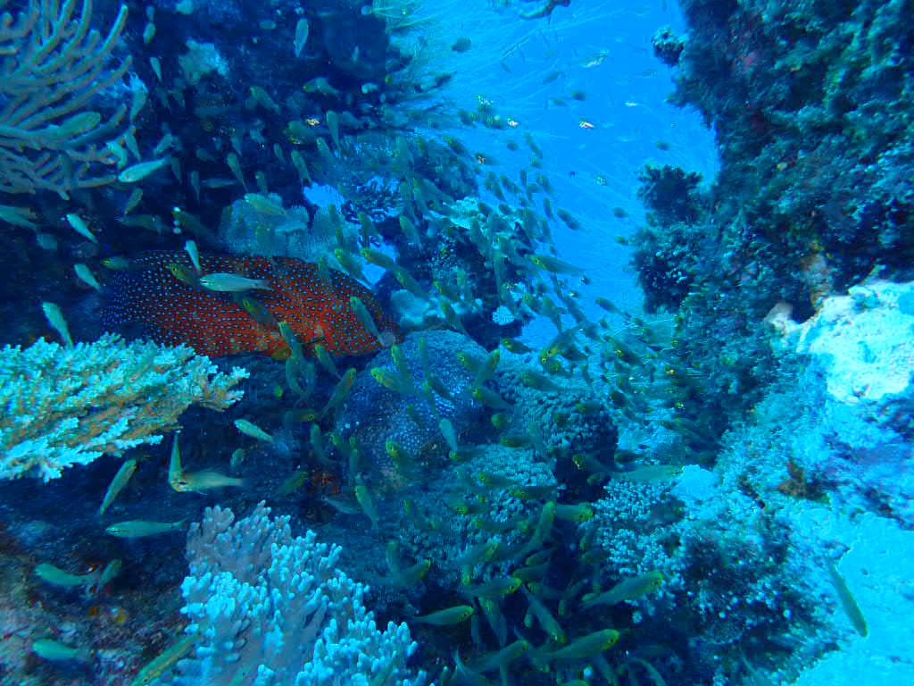 珊瑚　石垣島産テーブル珊瑚 BlueSoda石垣島/宮古島クラフトフォトウェディングのスタッフ