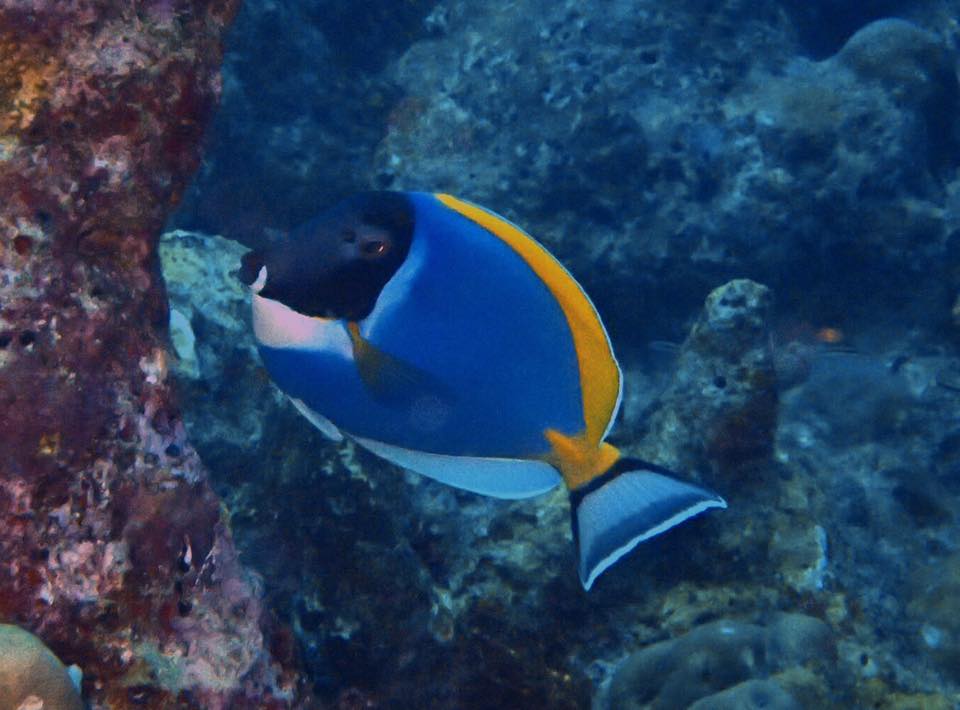 インド洋の魚たち モルディブクルーズ 18 11 ダイビングツアー報告 マナティーズ