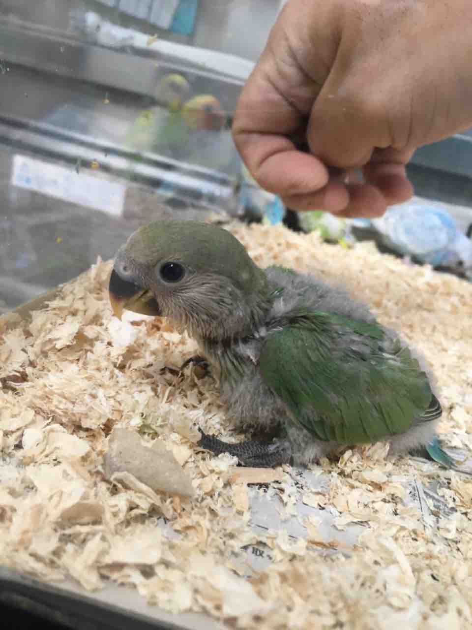 チンチラ入荷 マナウス板橋店 チンチラ入荷 マナウス板橋店