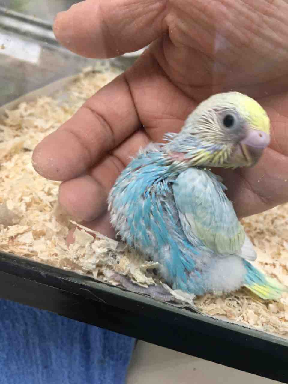 チンチラ入荷 マナウス板橋店 チンチラ入荷 マナウス板橋店