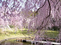 ����Τ������