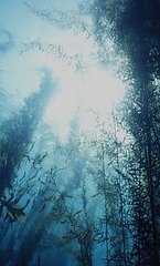 �ۥ�����