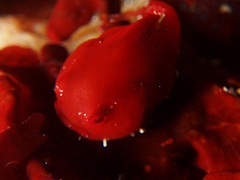 ���ގݎ���