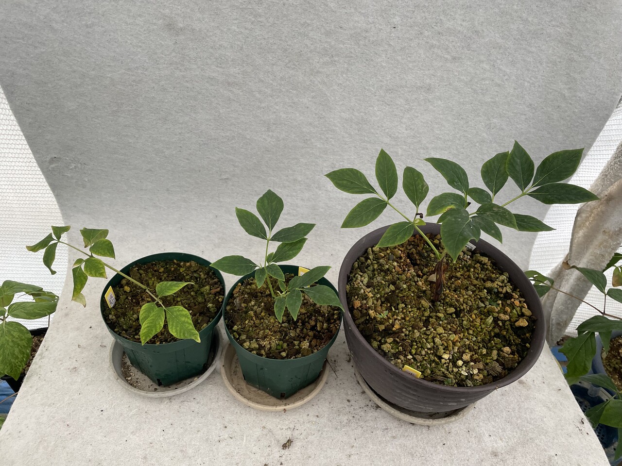 ヤマシャクヤク【火の国】 : 北の山野草ハウスのblog