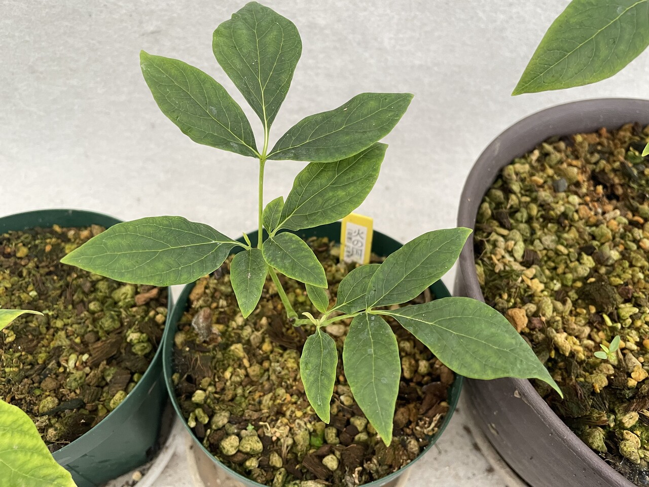 山野草　希少火の国　ヤマシャクヤク　株分け 山野草 希少火の国 ヤマシャクヤク 株分け 山野草；花；山