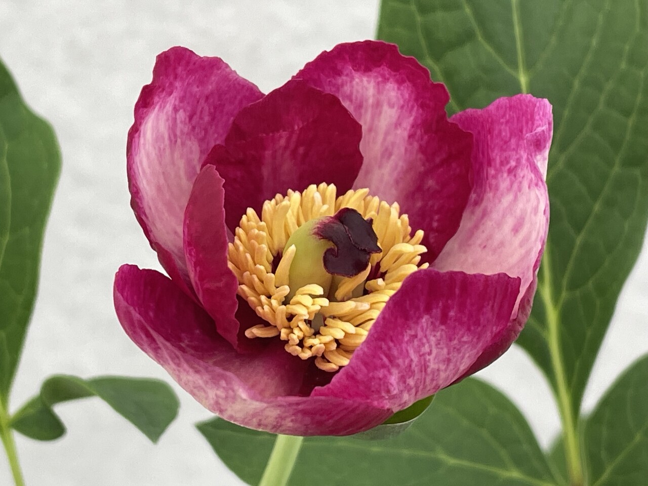 山野草　ヤマシャク苗 銘品　火の国 山野草 ヤマシャク苗 銘品 火の国