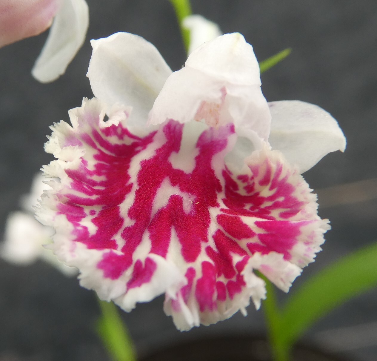 ヤマシャクヤク【火の国】 : 北の山野草ハウスのblog