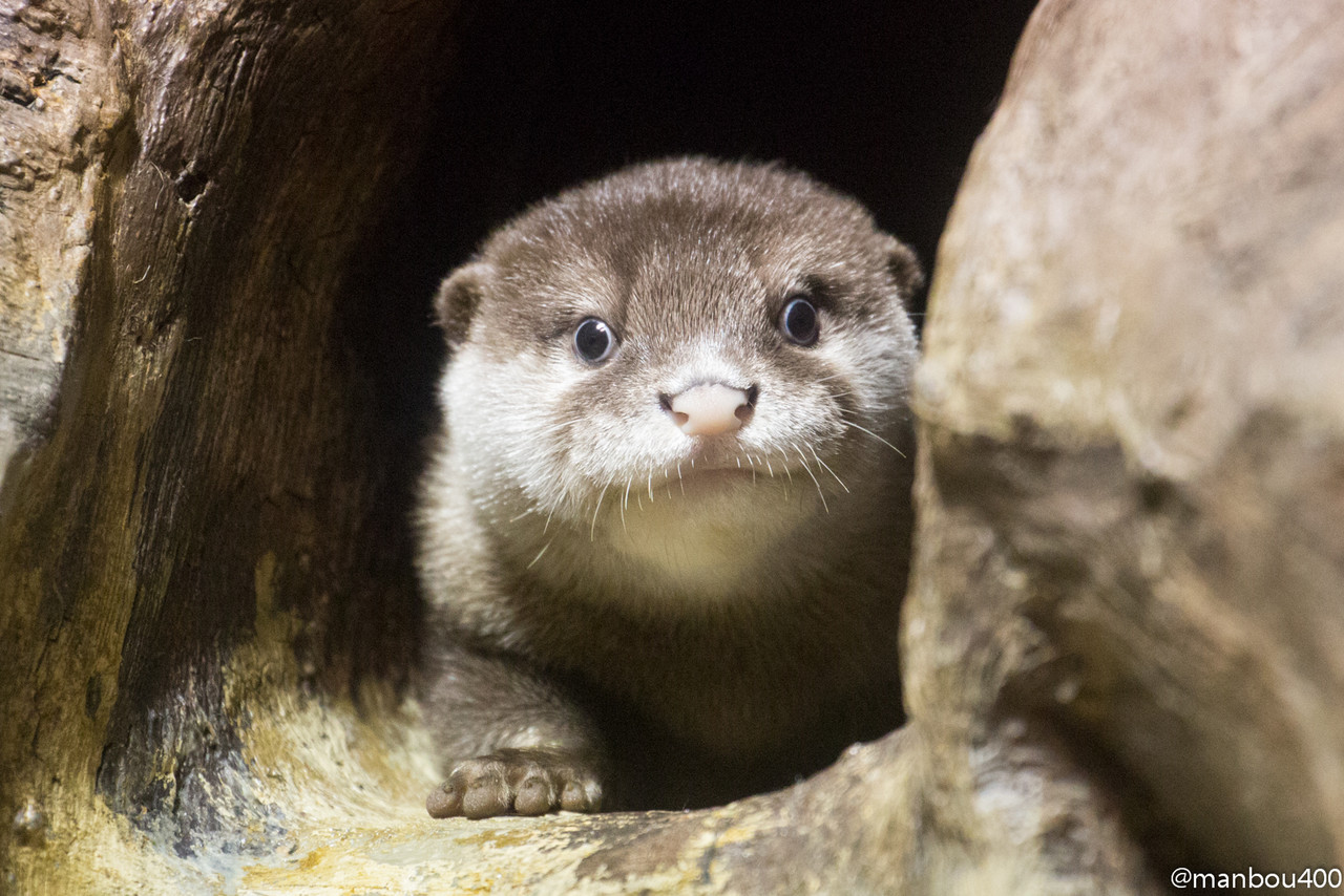あのコツメの姿 水族館と動物園と時々景色