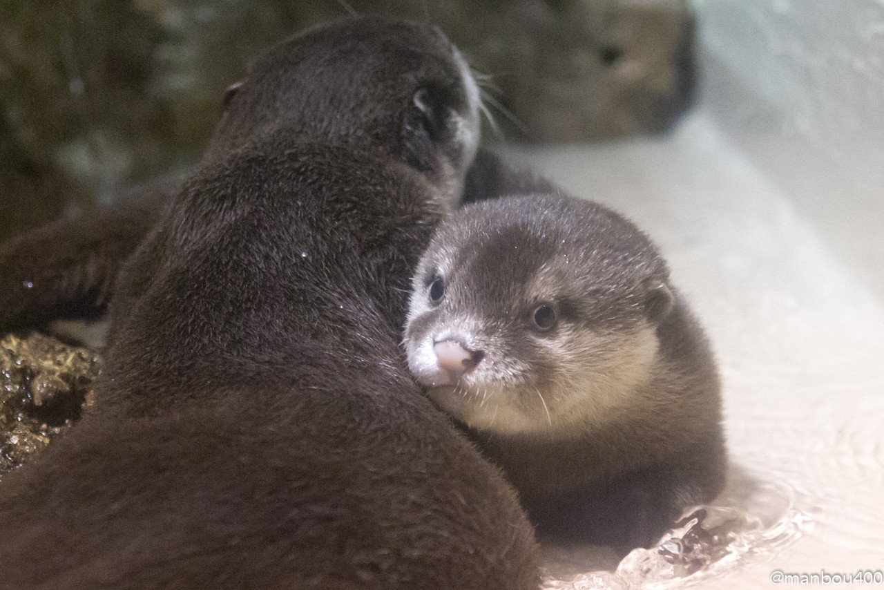 あのコツメの姿 水族館と動物園と時々景色