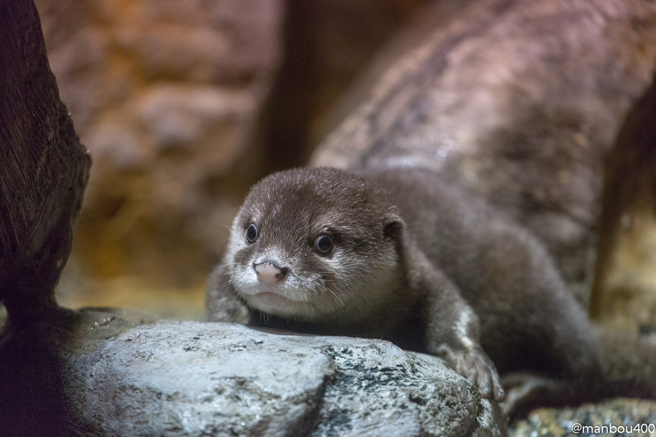 あのコツメの姿 水族館と動物園と時々景色