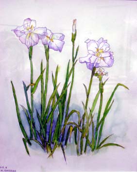 石坂花菖蒲