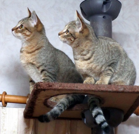 みかん＆ゆず４