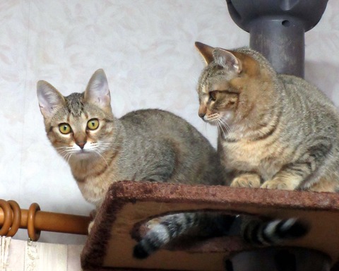 みかん＆ゆず３
