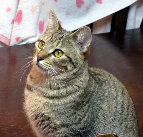 みかん４