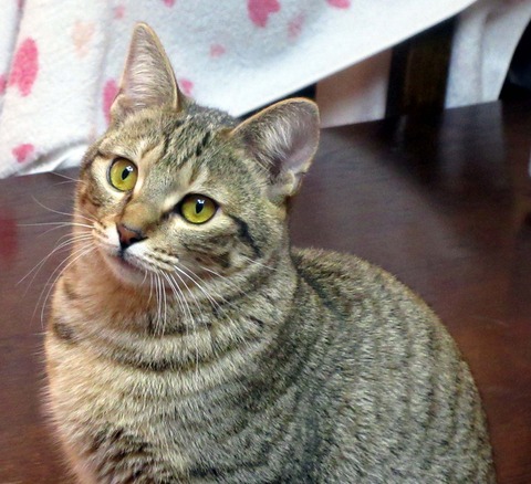 みかん５