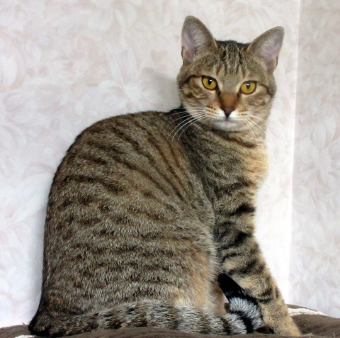 みかん３