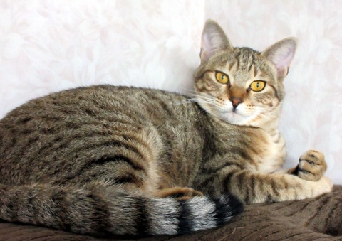 みかん２