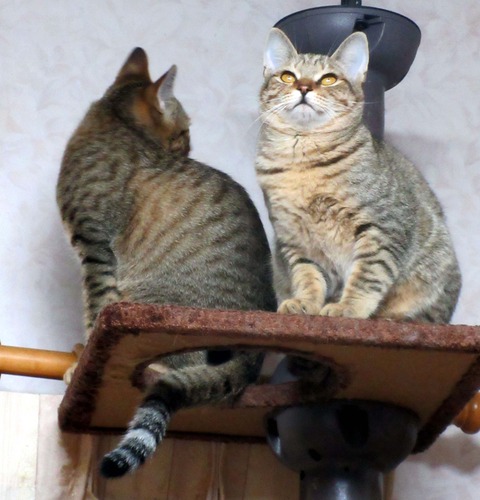みかん＆ゆず２