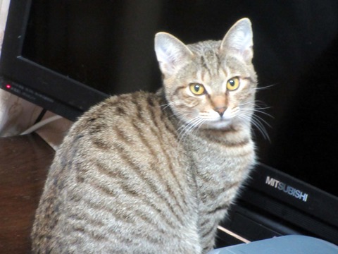 みかん２１
