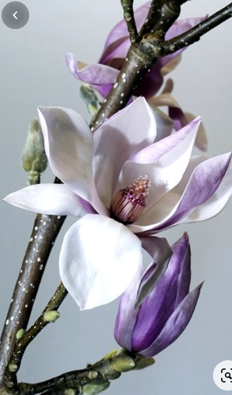 21 5 18 マグノリアの祈り 曼荼羅草子