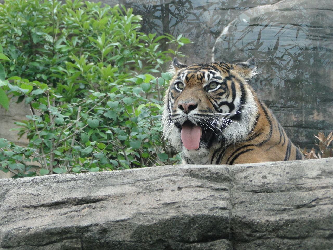 スマトラトラだって暑いよね 八木山動物園のバユさん かわうそ日和