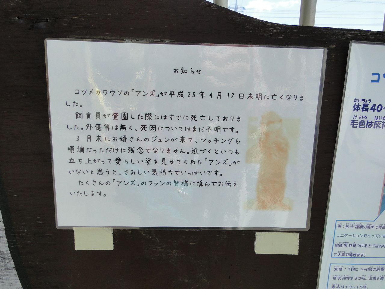 お別れに行ってきました かみね動物園のあんず姫 かわうそ日和 お別れに行ってきました かみね動物園のあんず姫 かわうそ日和