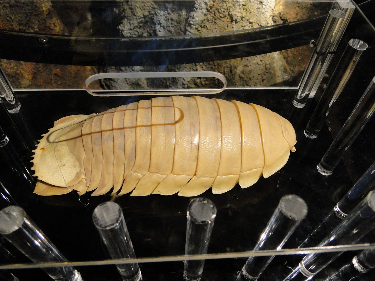 大王とか大とか 新江ノ島水族館で〆はカワウソ かわうそ日和