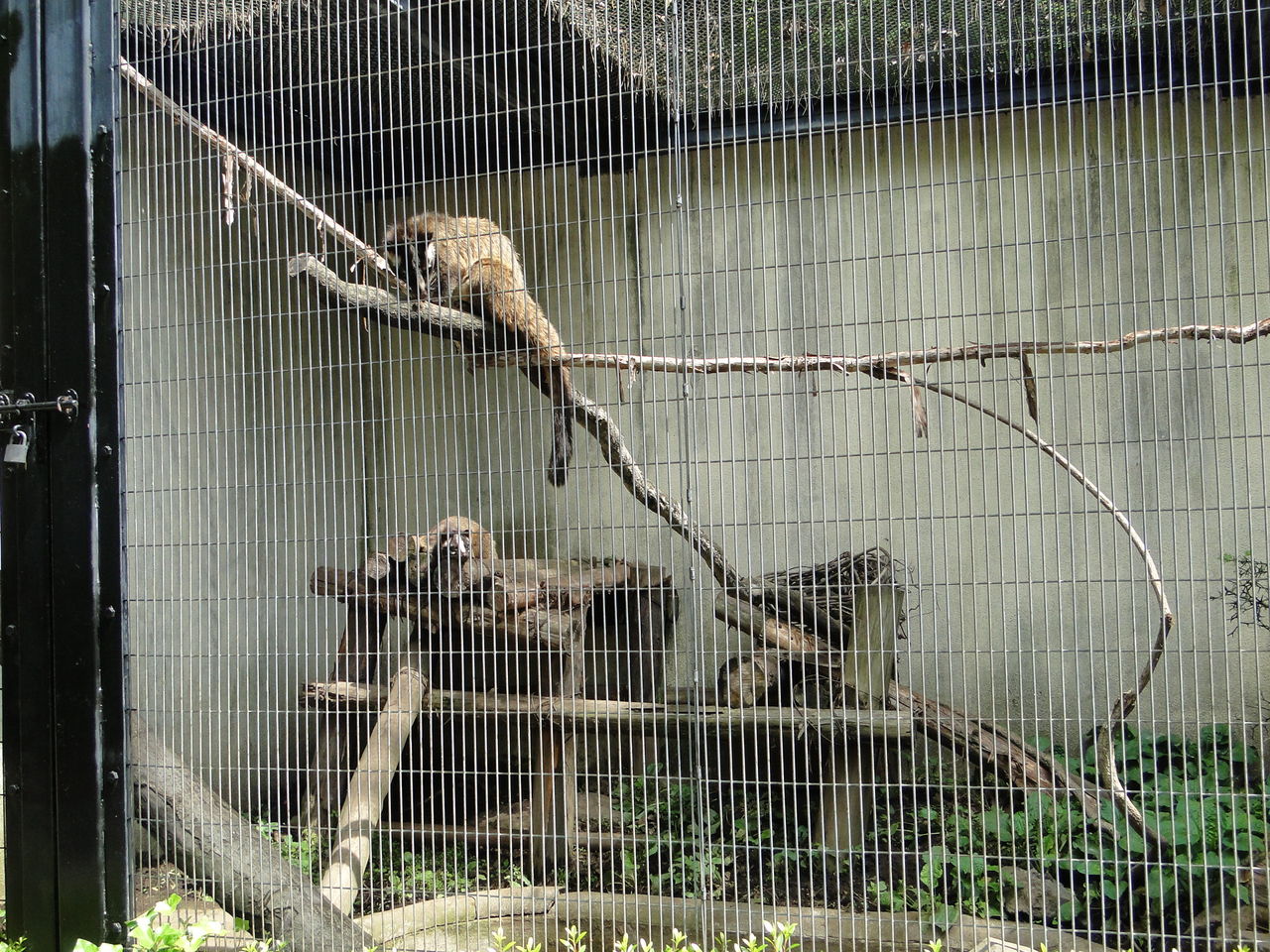 昼間は眠いよね 盛岡市動物公園のカエデちゃん かわうそ日和