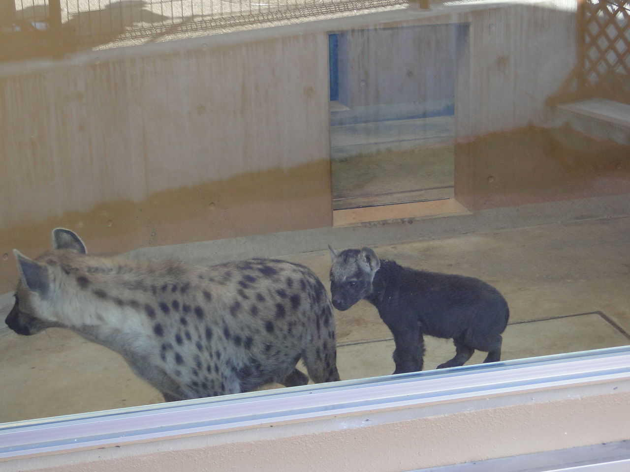 可愛すぎる のいち動物公園のハイエナっ子 かわうそ日和 可愛すぎる のいち動物公園のハイエナっ子 かわうそ日和