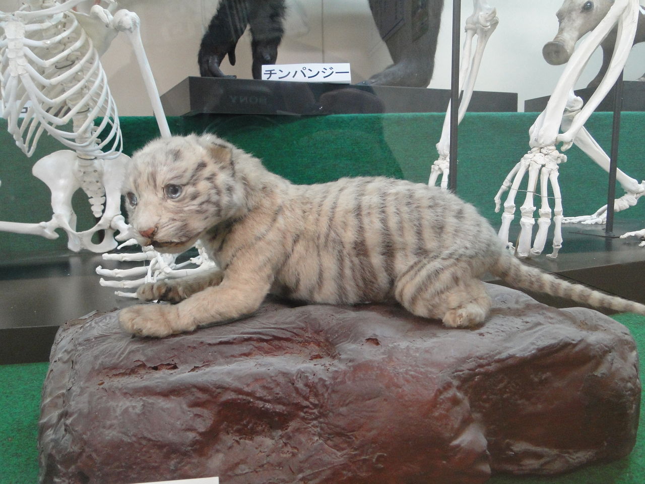 姫路市立動物園 剥製展示室 かわうそ日和