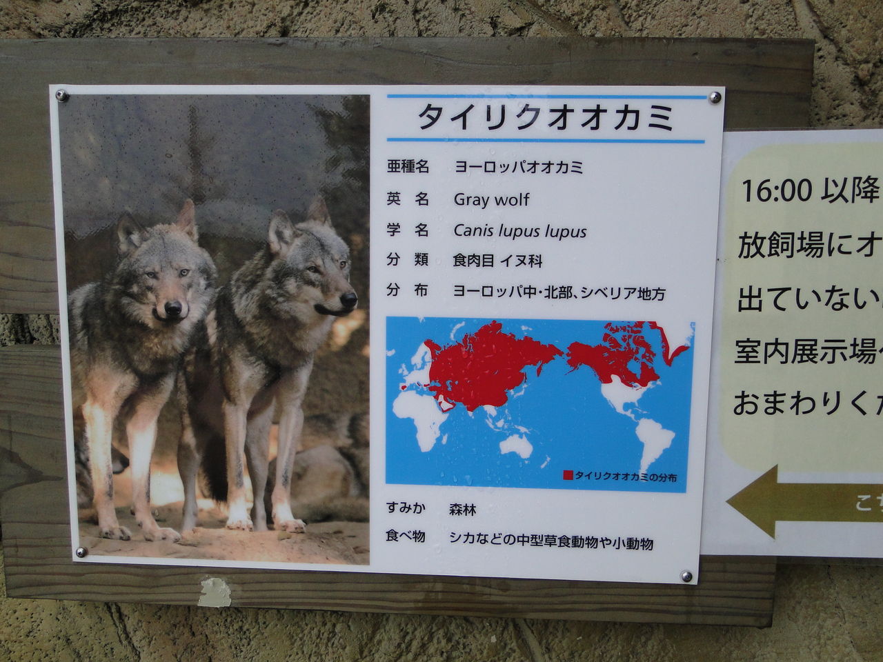 濡れたままは苦手らしい 多摩動物公園のコツメたち 写真はオオカミが多いよ かわうそ日和 濡れたままは苦手らしい 多摩動物公園のコツメたち 写真はオオカミが多いよ かわうそ日和