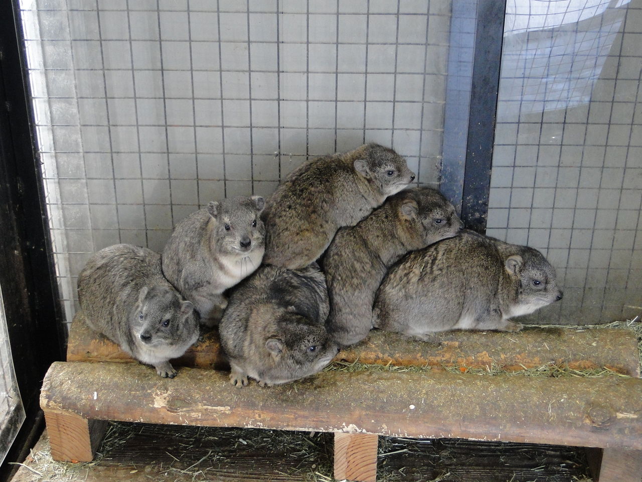 カワウソだけじゃないよ 盛岡市動物公園の可愛いたち かわうそ日和 カワウソだけじゃないよ 盛岡市動物公園の可愛いたち かわうそ日和