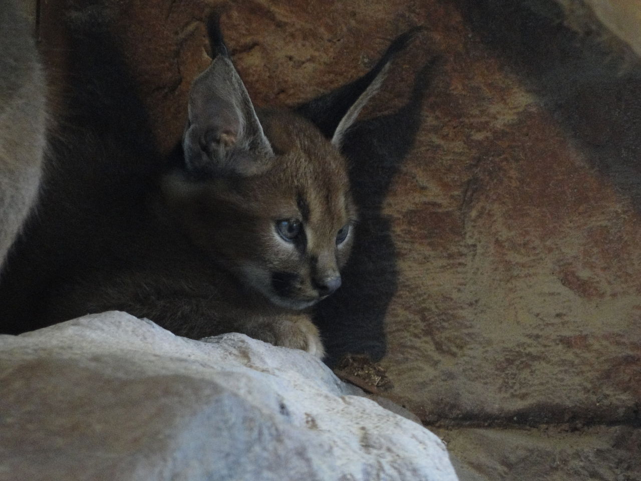 挟まるのがお好き 福山動物園のカラカルっ子 かわうそ日和