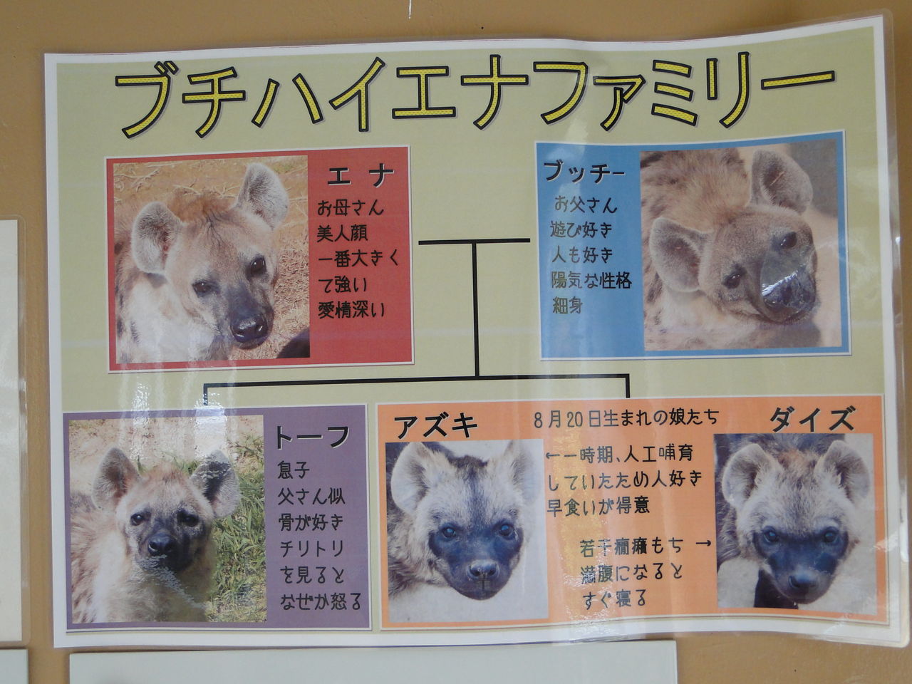 向こうが気になる のいち動物公園 ハイエナっ子のアズキとダイズ かわうそ日和 向こうが気になる のいち動物公園 ハイエナっ子のアズキとダイズ かわうそ日和