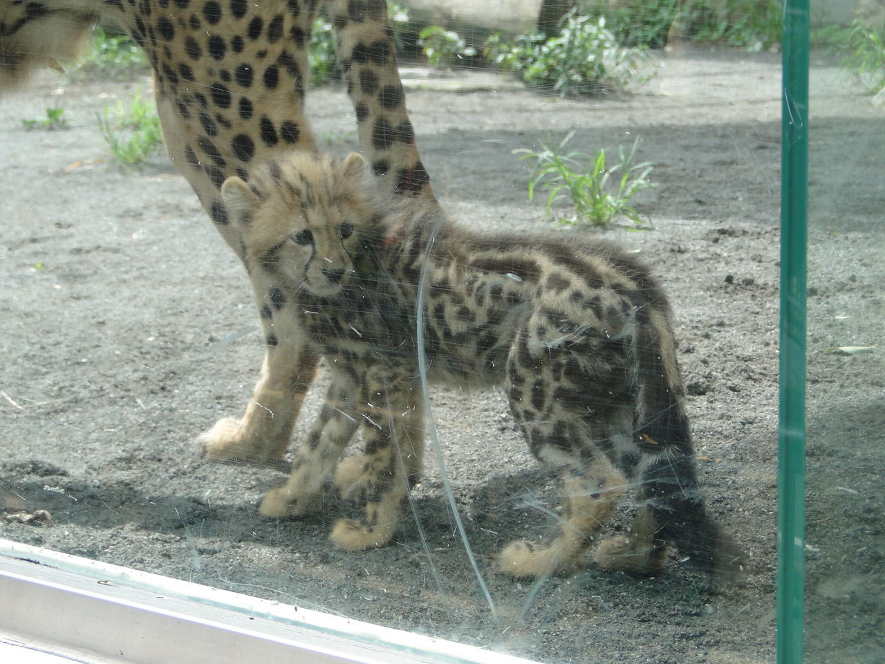 本来の目的 多摩動物公園のちびっこたち かわうそ日和 本来の目的 多摩動物公園のちびっこたち かわうそ日和