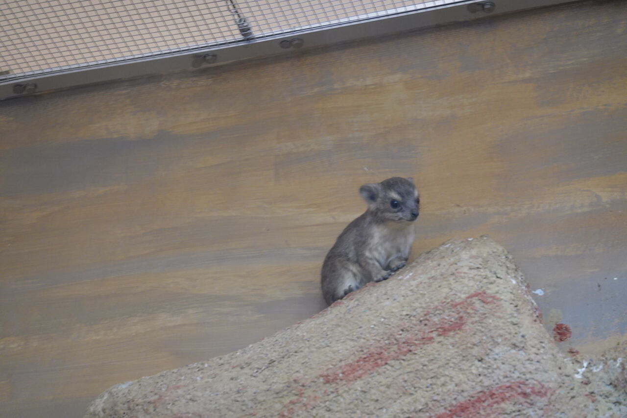 ゲッシーは可愛い 埼玉県こども動物自然公園 02 01 かわうそ日和 ゲッシーは可愛い 埼玉県こども動物自然公園 02 01 かわうそ日和