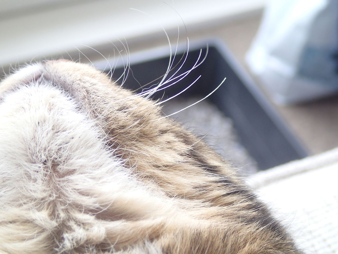 猫に黒いヒゲが 猫とニュージーランドとマンガと