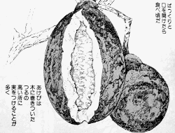 「リトル・フォレスト」2巻より