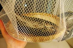 おせん 塩麹