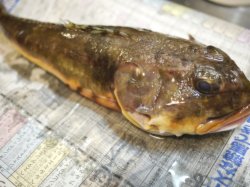 かじか(海)