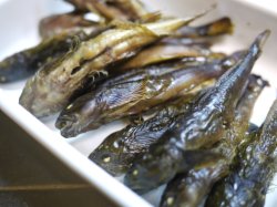 かじかの素焼き