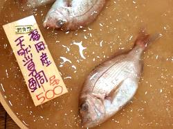 鯛