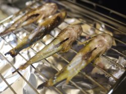 かじかを焼く
