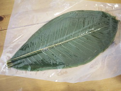 朴葉