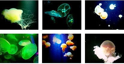 モテキ 久保ミツロウ のクラゲレストラン 加茂水族館 に行ってきた マンガ食堂 漫画の料理 レシピ 漫画飯 を再現 Powered By ライブドアブログ