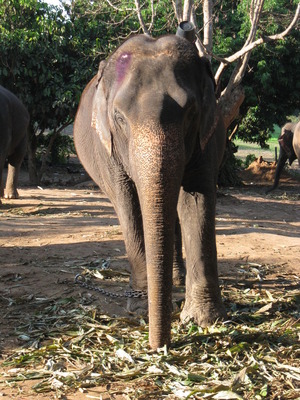 CHANG MAI 2010 329