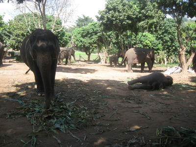 CHANG MAI 2010 219